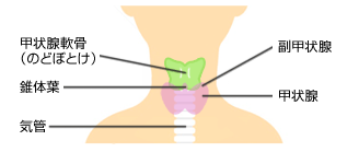甲状腺の場所と働き