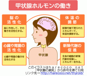 甲状腺ホルモンの働き