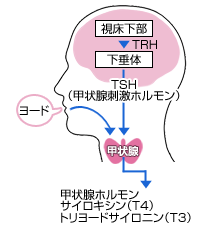 採血にてホルモンの値をチェック